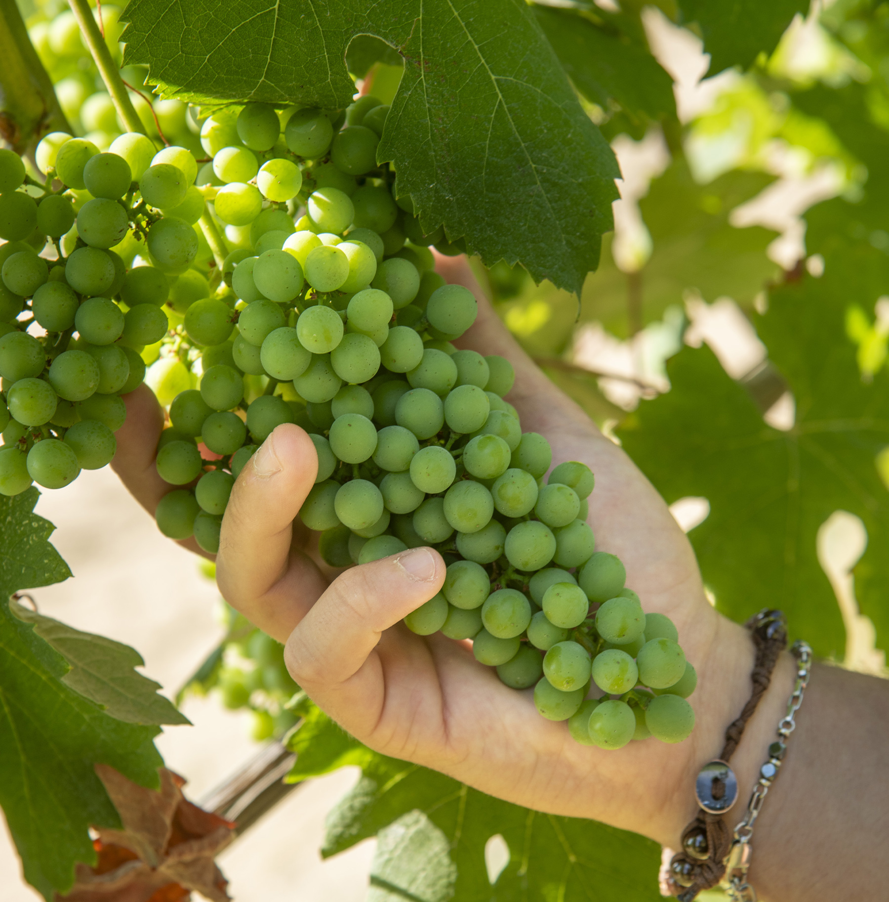 Filosofia - Boffa Carlo - Azienda Vitivinicola a Barbaresco Filosofia - Boffa Carlo - Azienda Vitivinicola a Barbaresco