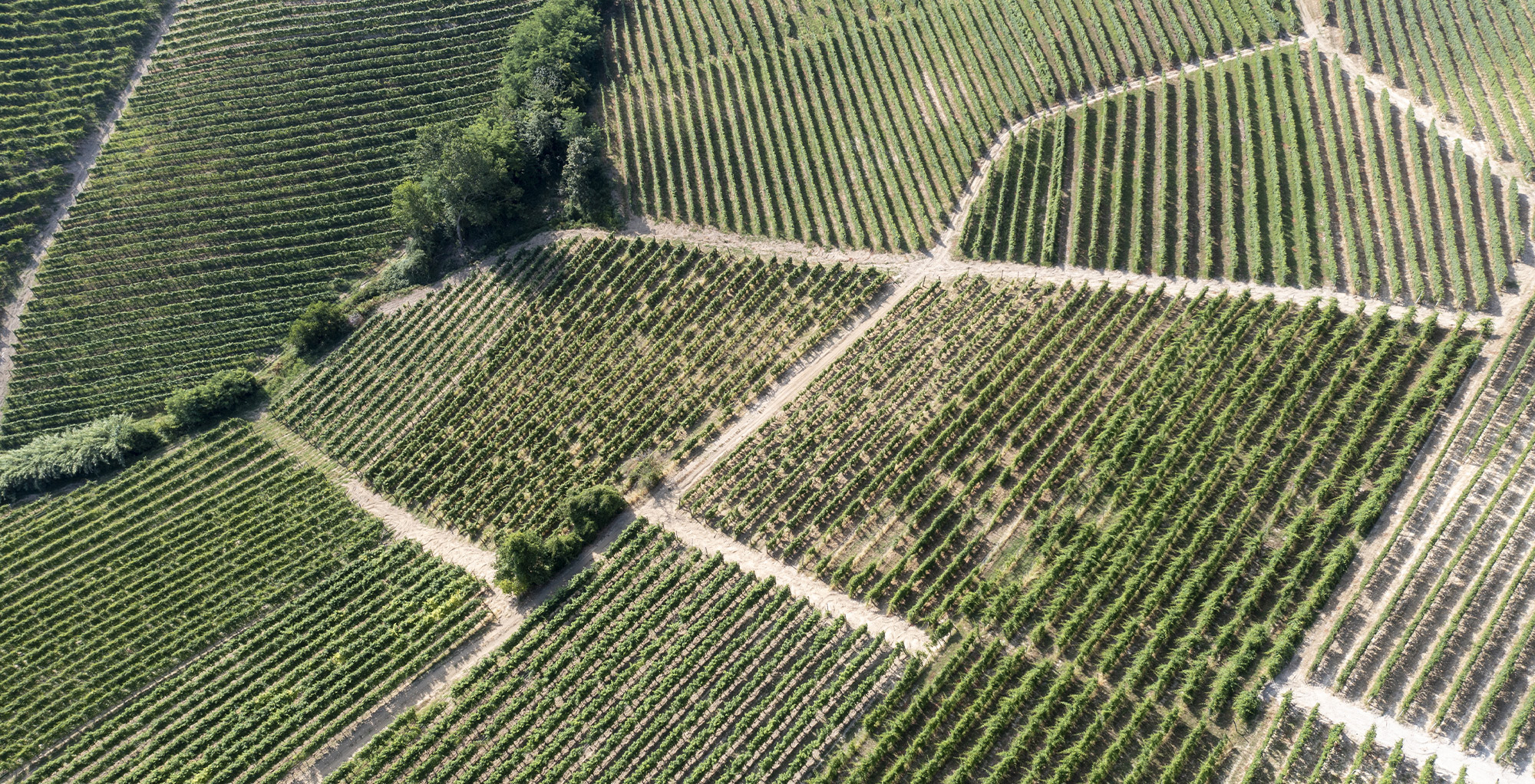 boffa-wine-barbaresco-cru-ronchi-full Panoramica del Cru Ronchi a Barbaresco