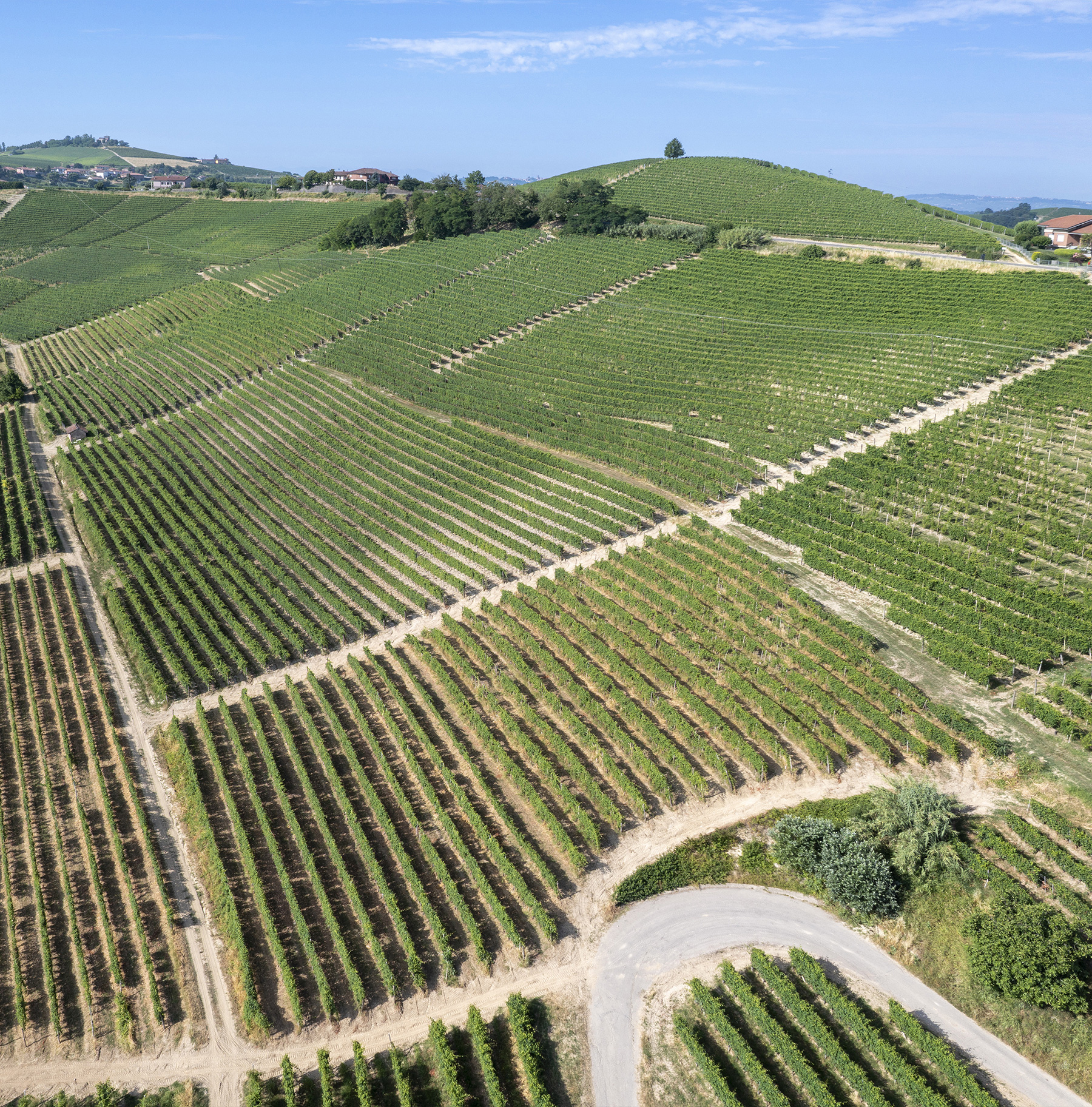 Ronchi - Boffa Carlo - Winemaking estate in Barbaresco